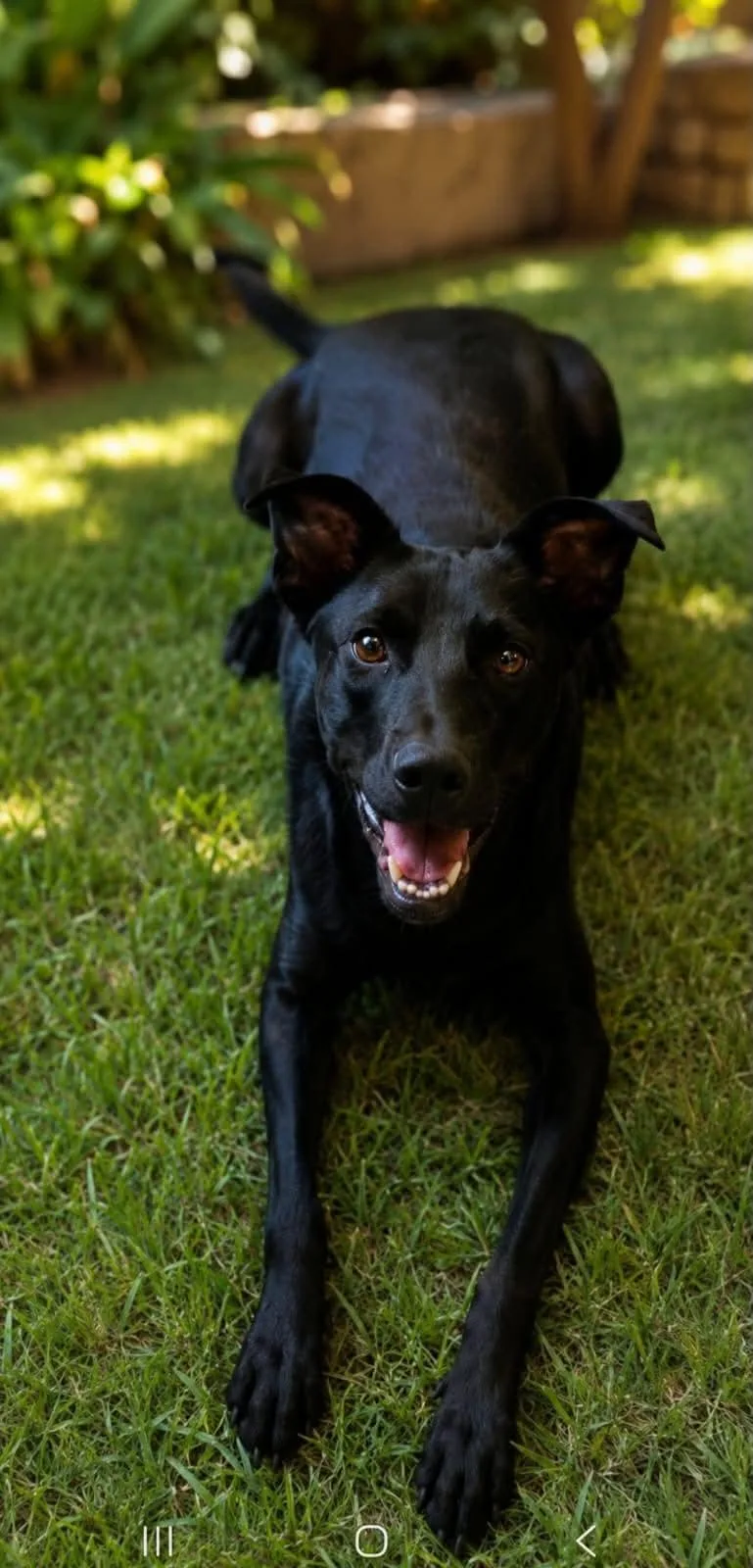 A young medium-sized male Black Labrador Retriever dog named Noah for adoption in Escondido, CA