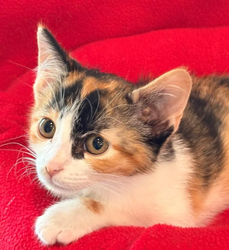 A baby small-sized female Domestic Short Hair cat named Lotus for adoption in Spring, TX