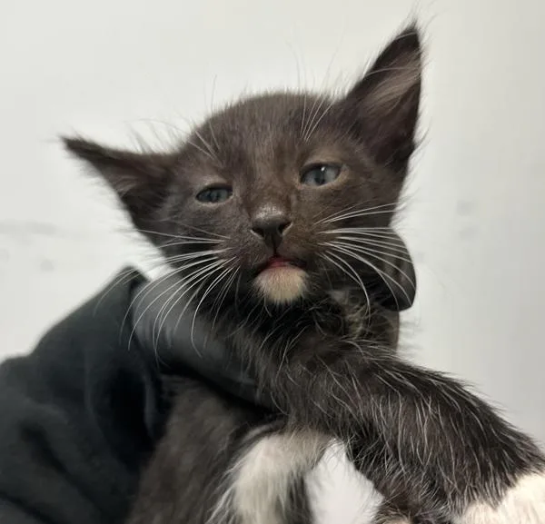 A baby small-sized male Domestic Short Hair cat named Piñata for adoption in San Diego, CA