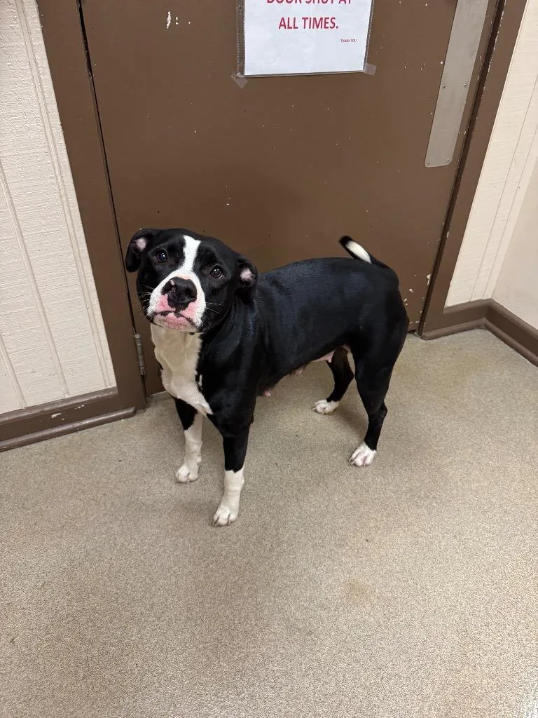 A young medium-sized female Mixed Breed dog named Cotton Candy for adoption in Springfield, OH