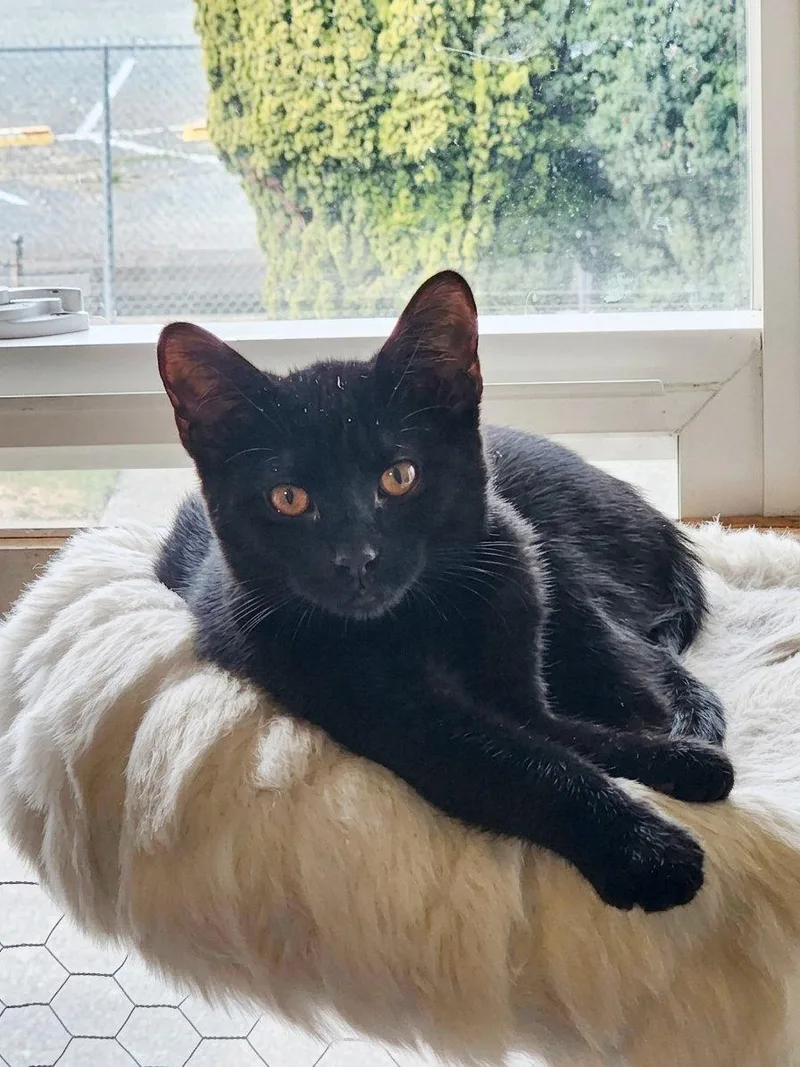 Sabrina