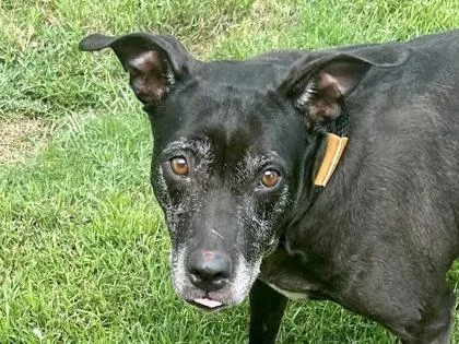 A senior medium-sized female Black Mixed Breed dog named Sadie for adoption in Georgetown, TX
