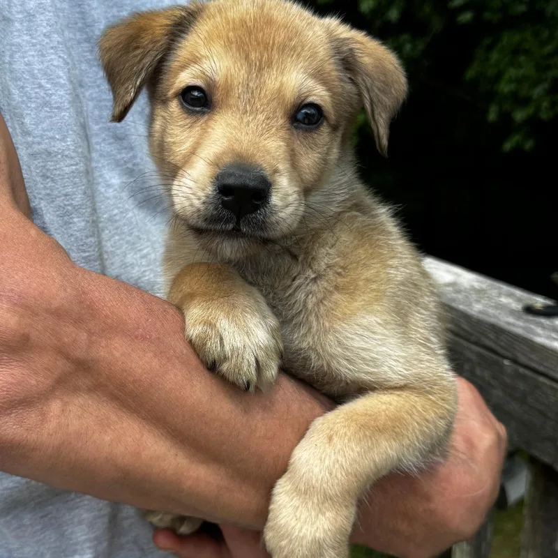 A baby small-sized male Yellow / Tan / Blond / Fawn Labrador Retriever dog named Ny George Avail Jun for adoption in Eastford, CT