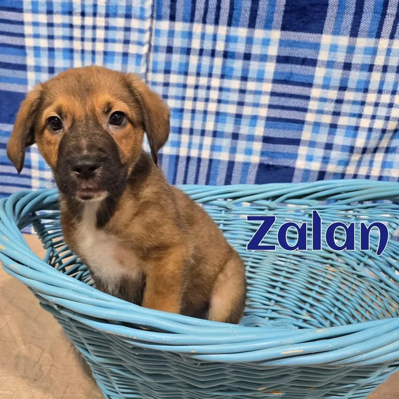 A baby medium-sized male Mixed Breed dog named Zalan for adoption in Joliet, IL