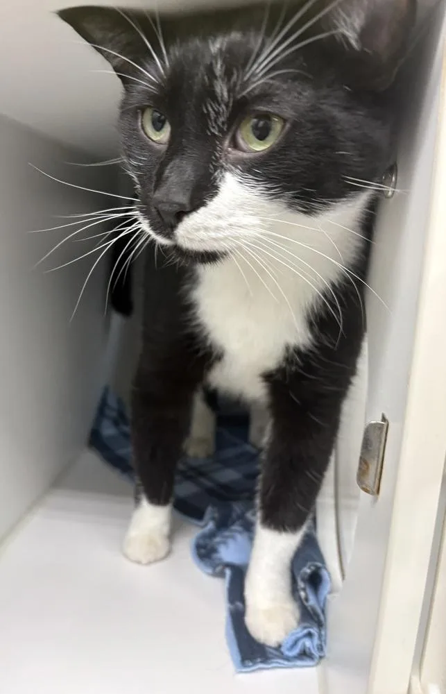 An adult large-sized male Black & White / Tuxedo Domestic Short Hair cat named Warren for adoption in Rochester, IN