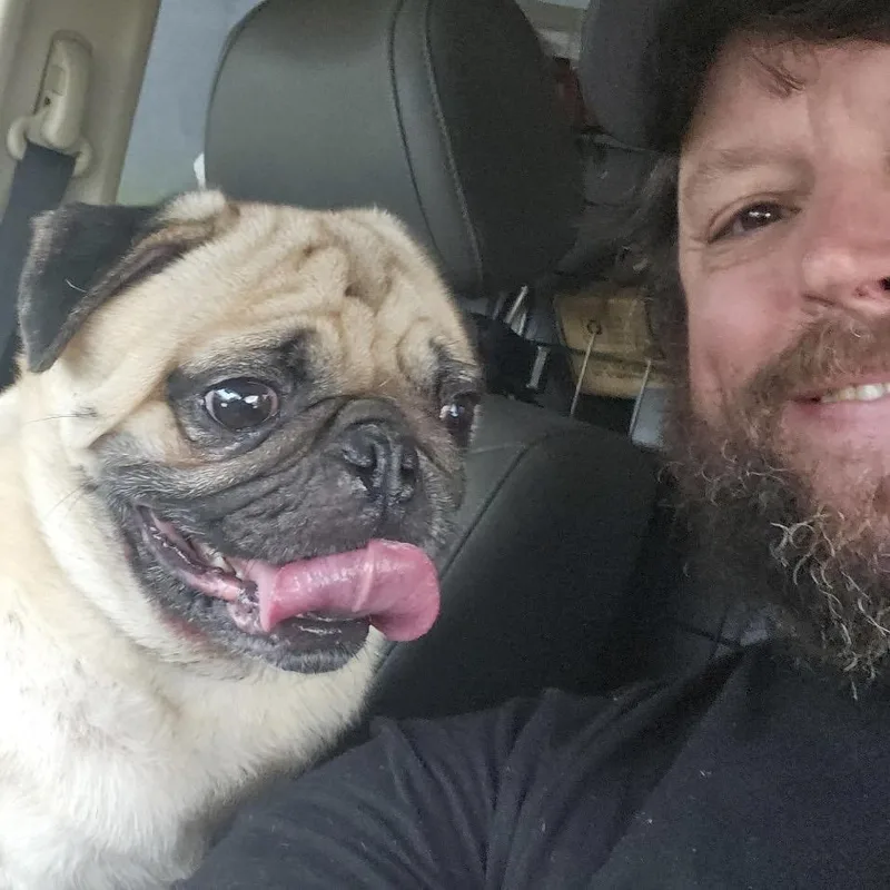 An adult small-sized male Pug dog named Mort ~ Coming Soon!!! for adoption in Chicago, IL