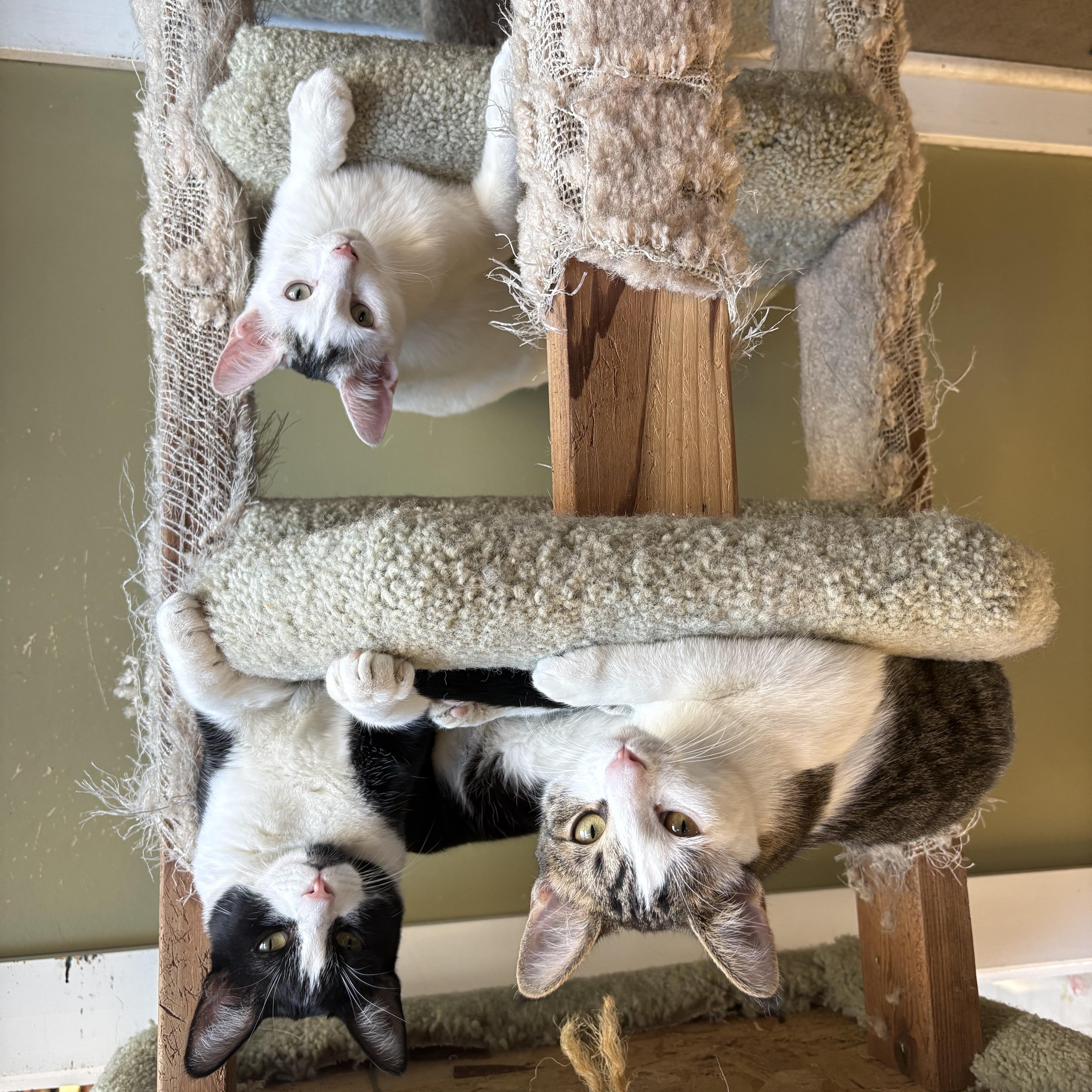 A young medium-sized female Domestic Short Hair cat named Mama Mirasol  Skittles for adoption in Grass Valley, CA