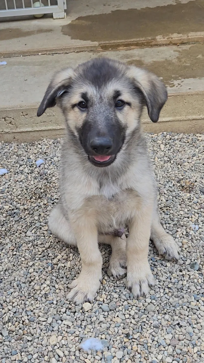 A baby medium-sized male Shepherd dog named Rye for adoption in Estherville, IA