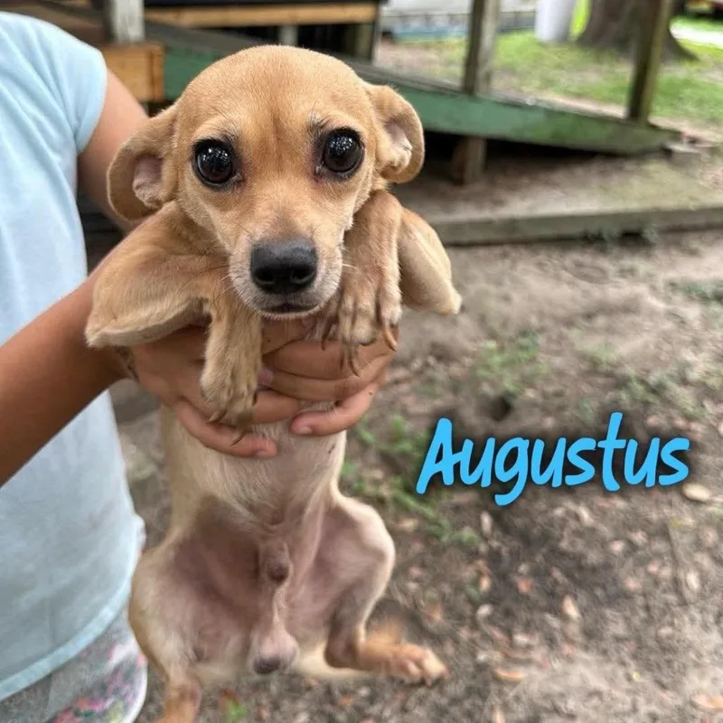 Augustus