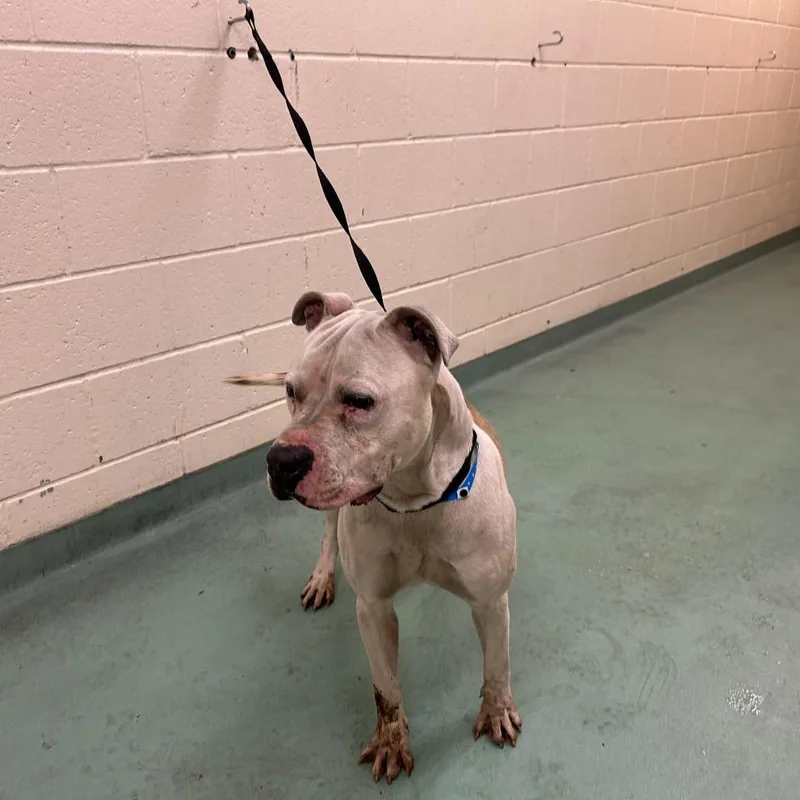 An adult medium-sized male Yellow / Tan / Blond / Fawn Mixed Breed dog named Lamar for adoption in Memphis, TN