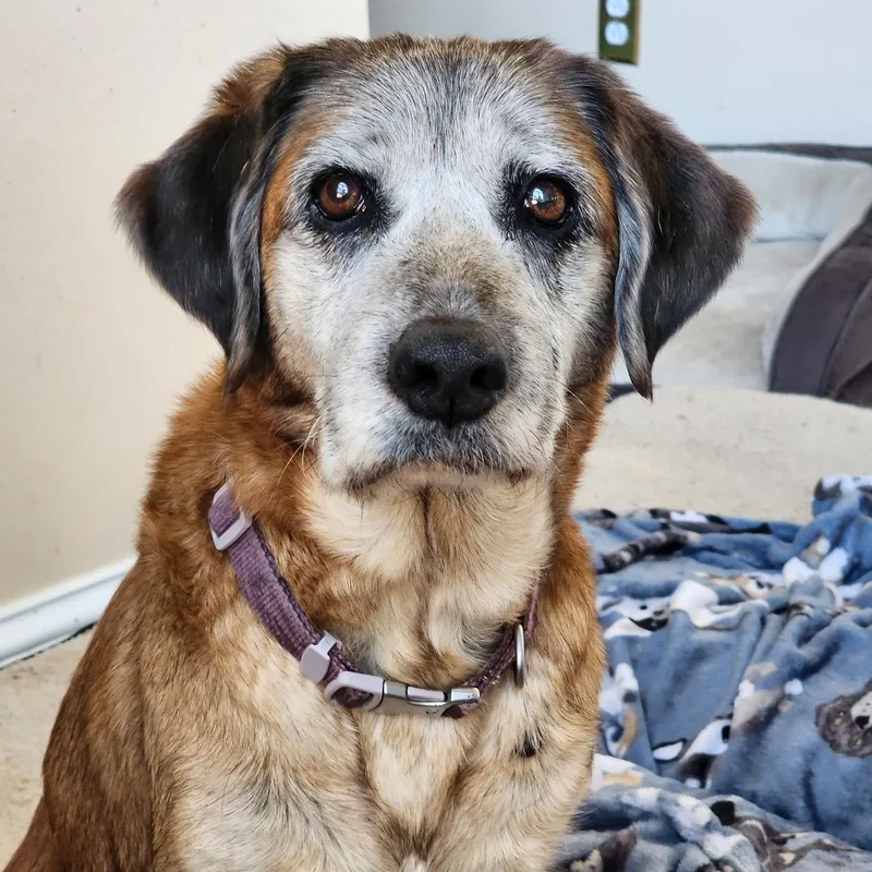 A senior medium-sized female Golden Labrador Retriever dog named Faye for adoption in Brentwood, TN