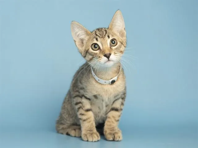 A baby small-sized male Domestic Short Hair cat named Smithers for adoption in Phoenix, AZ