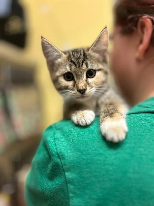 A young medium-sized female Calico Domestic Short Hair cat named Hazel for adoption in Wooster, OH