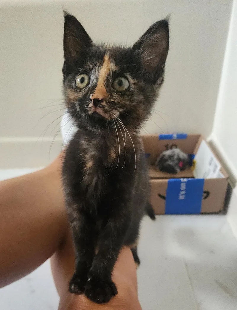 A baby small-sized female Tortoiseshell Domestic Short Hair cat named Dilly for adoption in Seven Valleys, PA