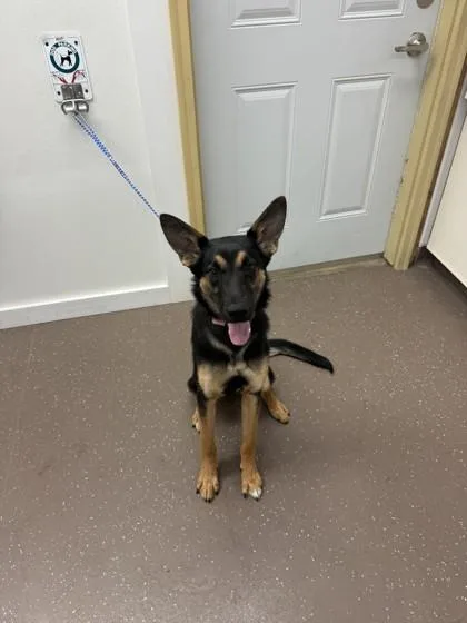 A baby medium-sized female German Shepherd Dog dog named Nala for adoption in South Bend, IN
