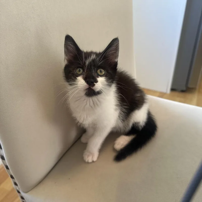 A baby small-sized female Black Domestic Short Hair cat named Yellow Collar for adoption in Pasadena, CA