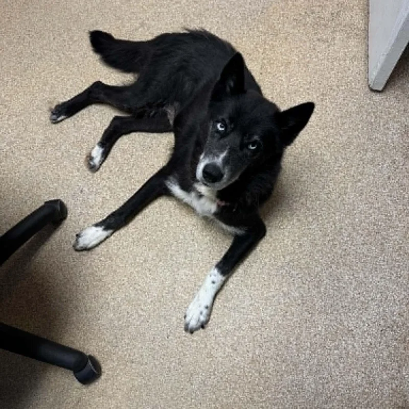 An adult medium-sized female Black German Shepherd Dog dog named Midnight for adoption in Sunderland, MD