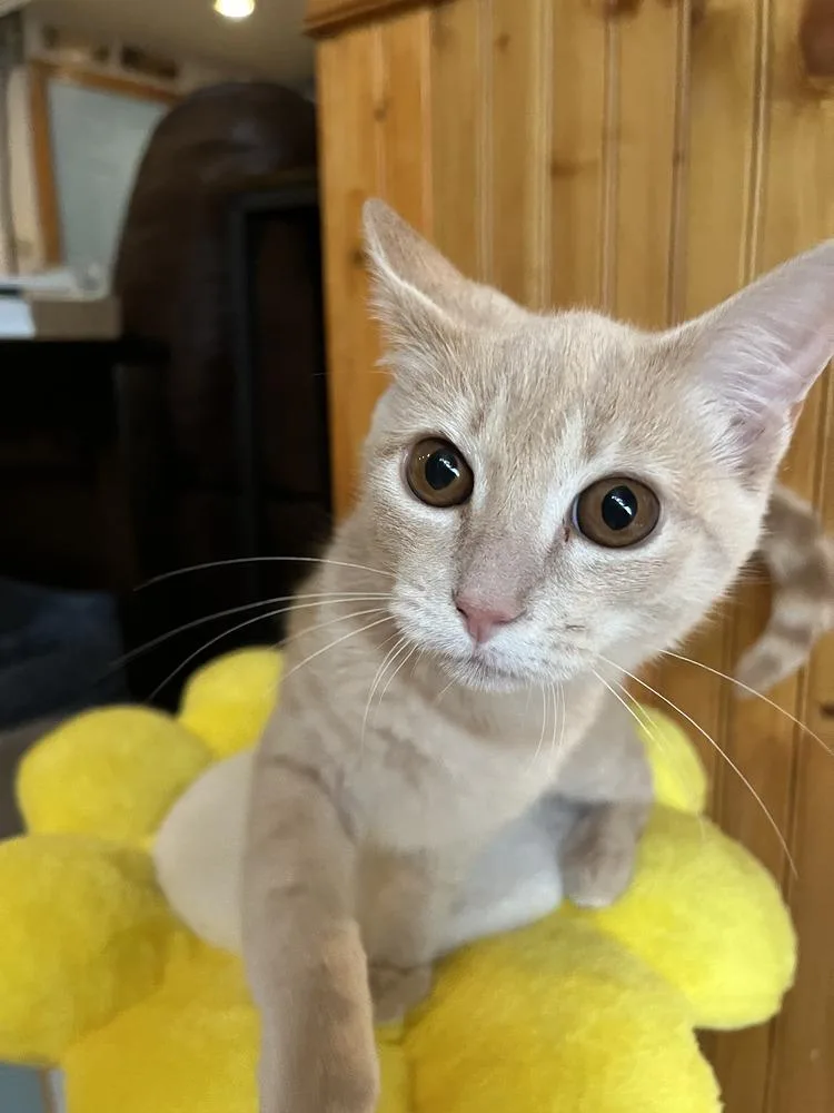 A baby medium-sized male Tabby (Buff / Tan / Fawn) Domestic Short Hair cat named Amaretto for adoption in Emerald Isle, NC