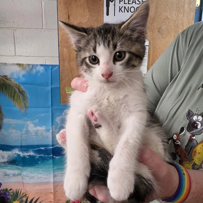 A baby small-sized male Black Domestic Medium Hair cat named Shinx for adoption in Eureka Springs, AR