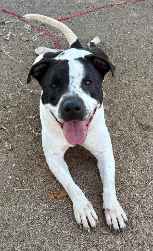 A young large-sized female American Staffordshire Terrier dog named Maggie for adoption in New Braunfels, TX