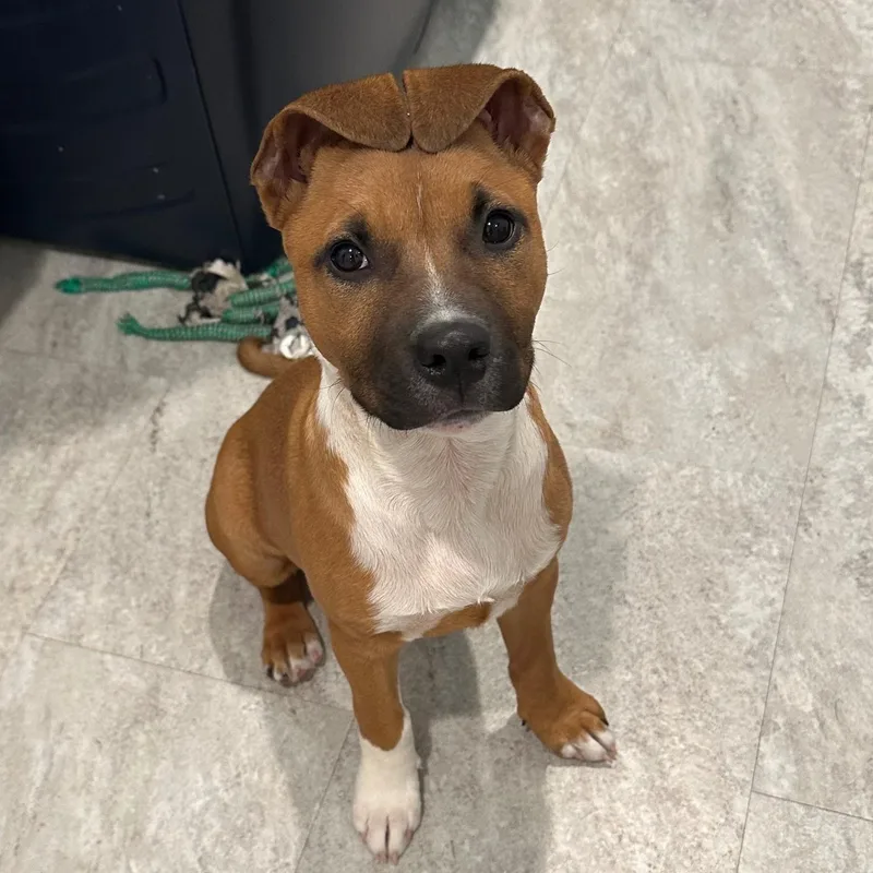 A young medium-sized female Boxer dog named Poppy for adoption in Blacksburg, VA