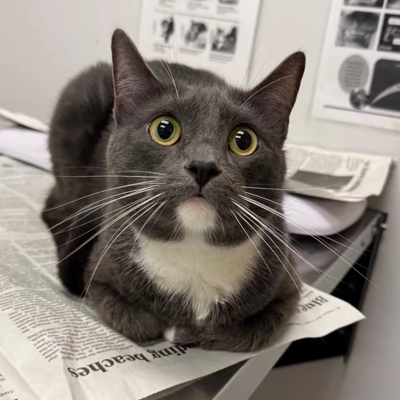 A young large-sized male Gray / Blue / Silver Domestic Medium Hair cat named Moose for adoption in Jacksonville, FL