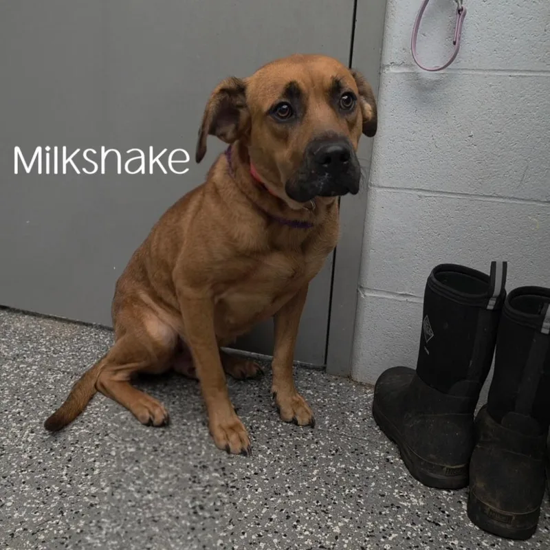 Milkshake thumbnail 4