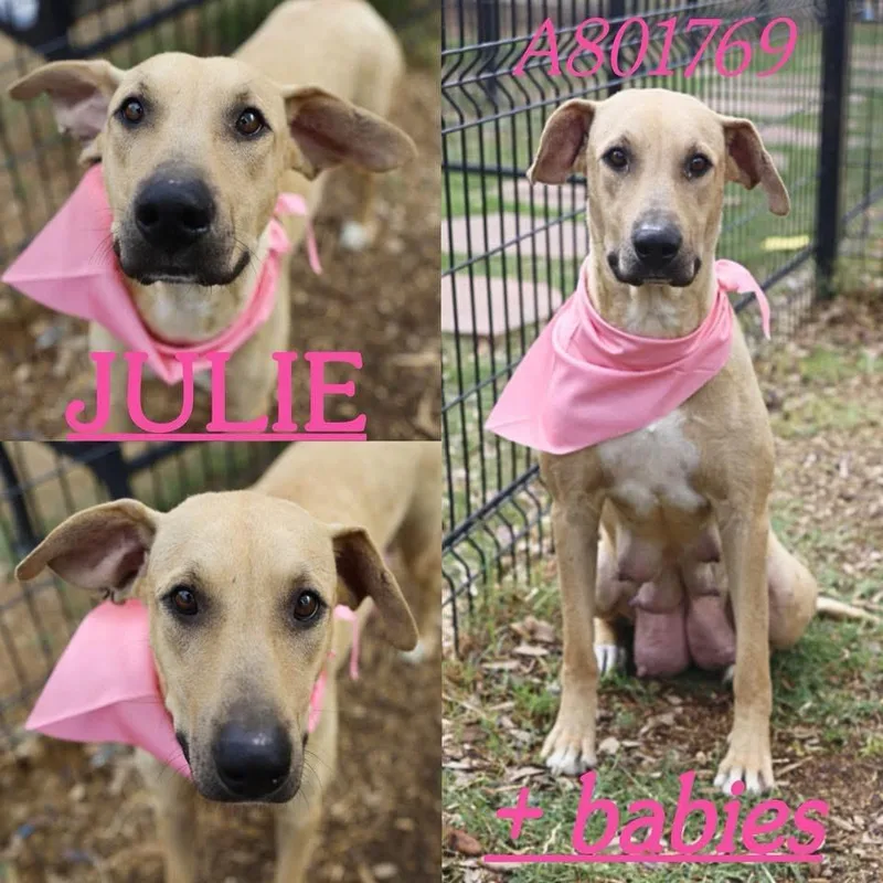 Julie thumbnail 4