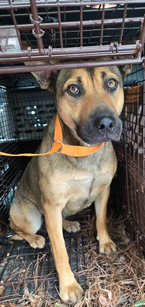 A young medium-sized female Mixed Breed dog named Church for adoption in Mount Gilead, NC