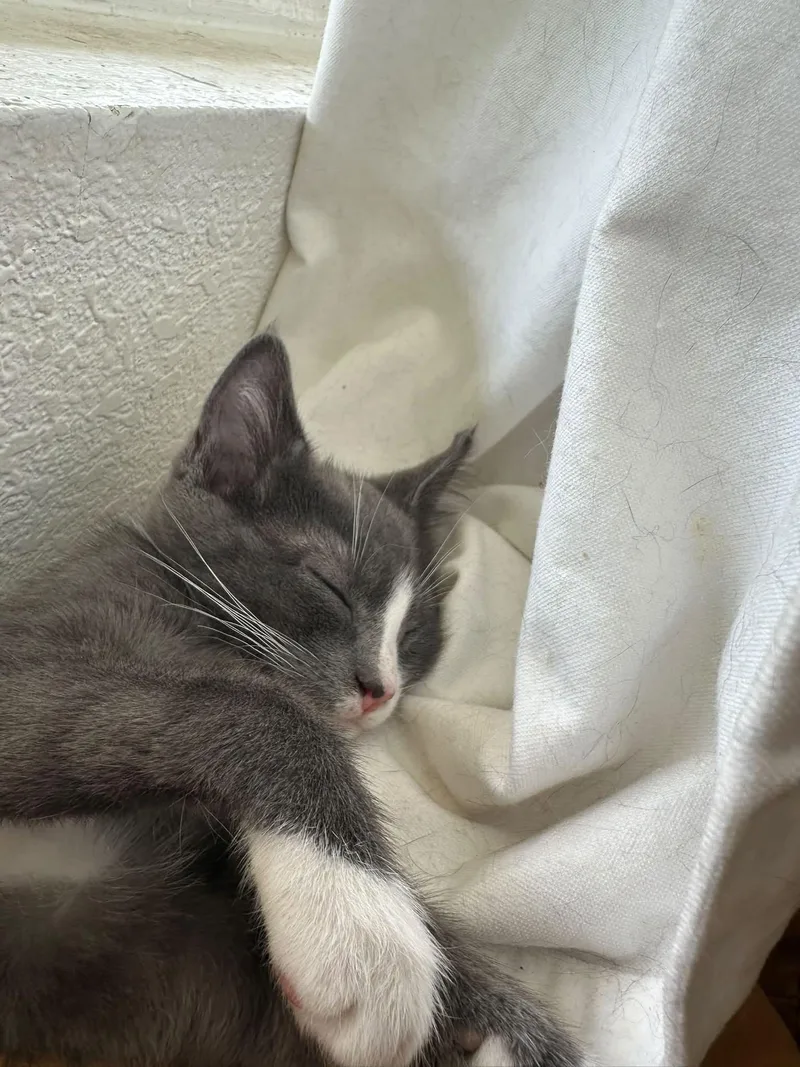 A baby medium-sized male Gray & White Domestic Short Hair cat named Angus for adoption in Queen Creek, AZ