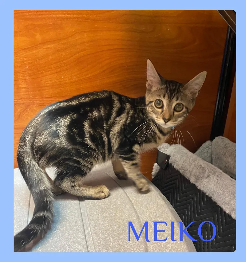 A baby medium-sized male Tabby (Brown / Chocolate) Tabby cat named Meiko for adoption in Lawton, OK