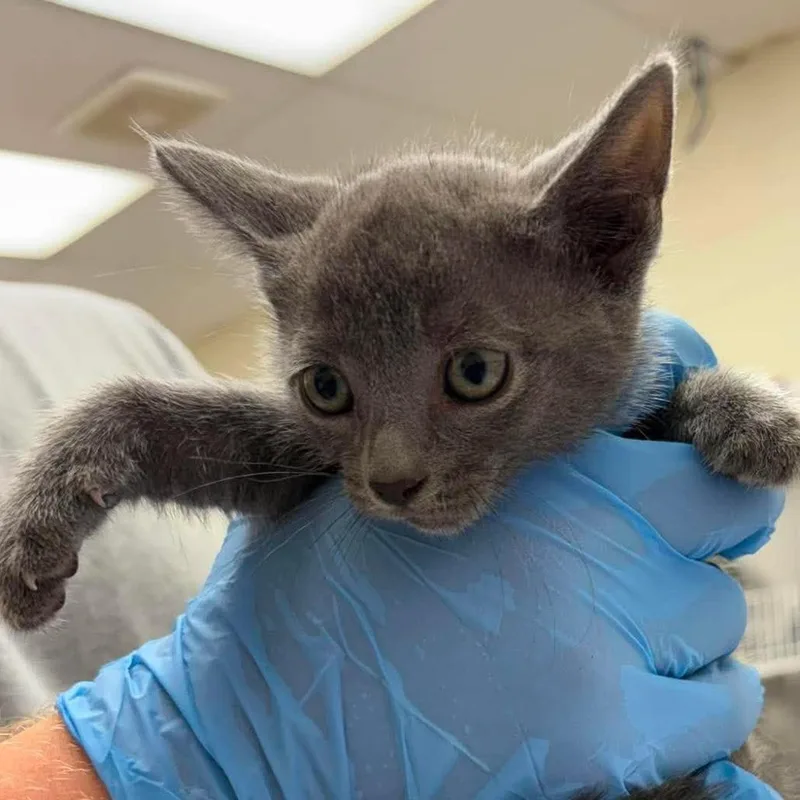 A baby small-sized female Gray / Blue / Silver Domestic Short Hair cat named Stella for adoption in Bastrop, TX