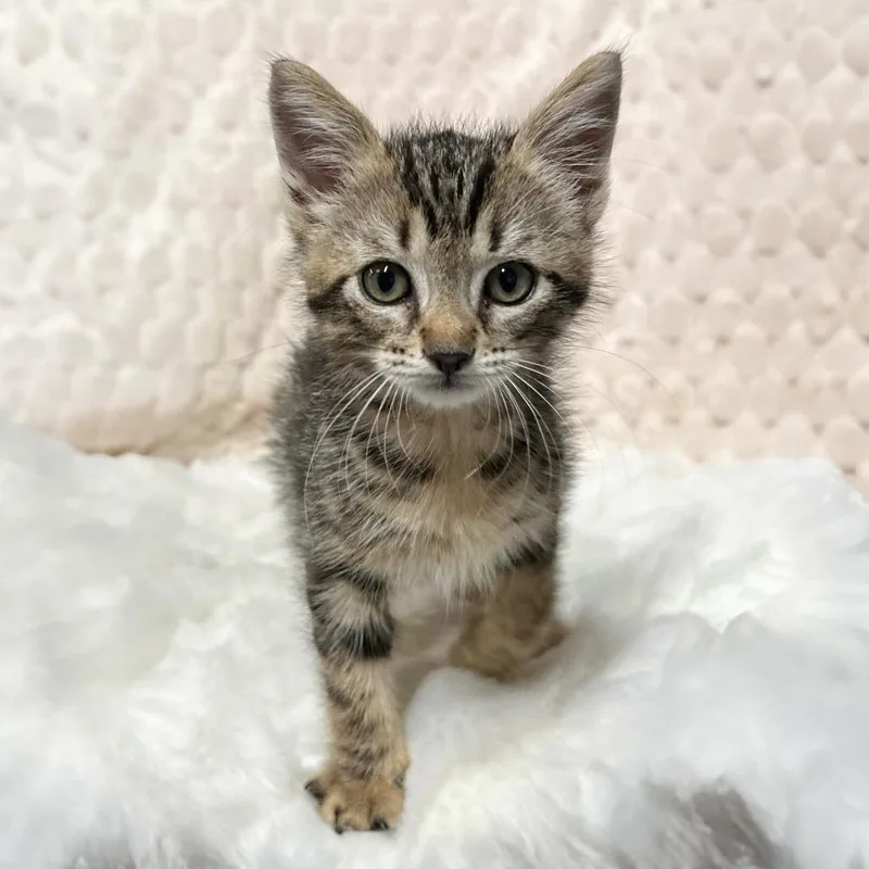 A baby small-sized male Brown / Chocolate Domestic Short Hair cat named Jay for adoption in Long Beach, CA