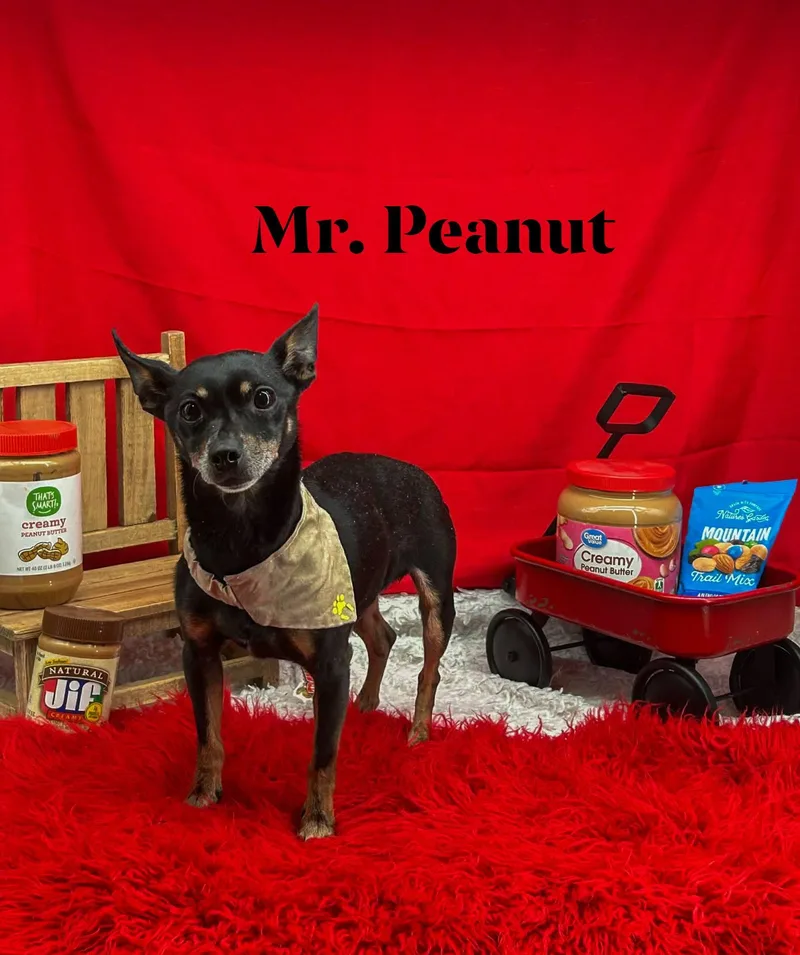 A senior small-sized male Black Chihuahua dog named Mr Peanut for adoption in Sevierville, TN