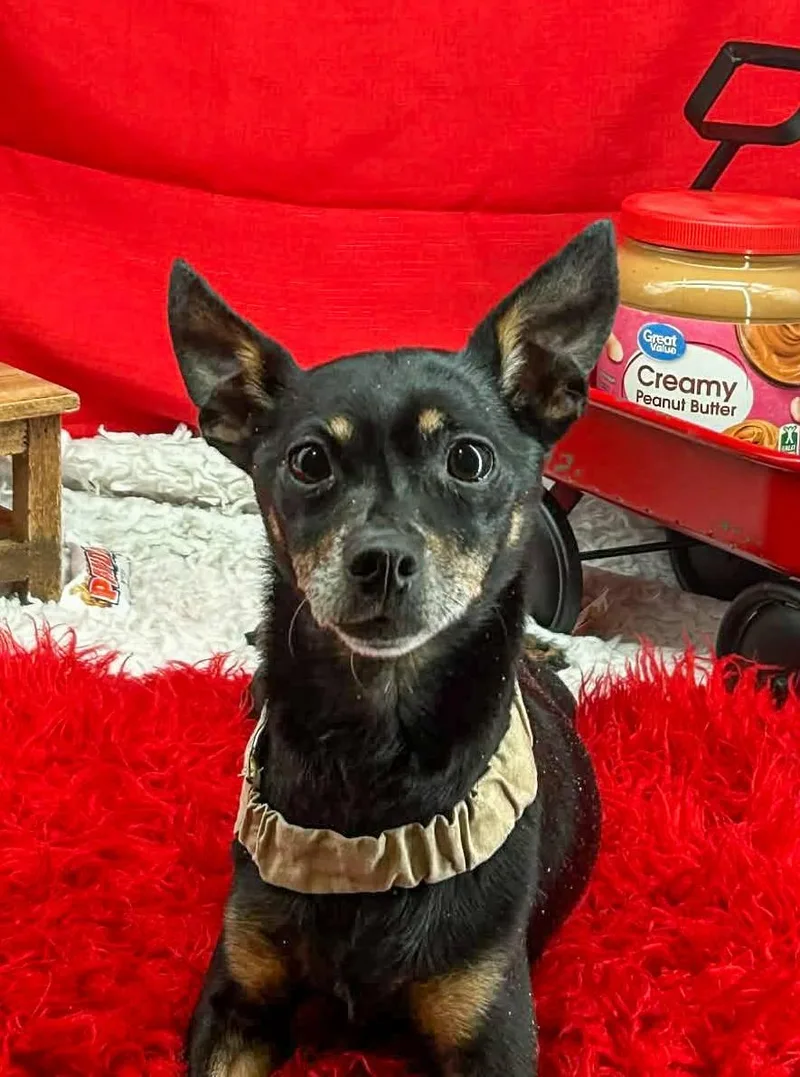 Mr Peanut thumbnail 2