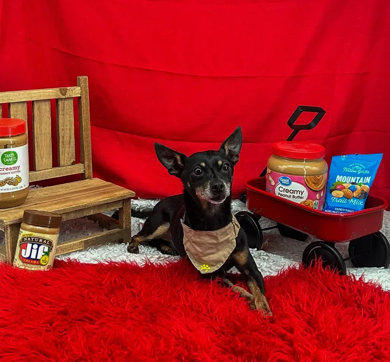 Mr Peanut thumbnail 3