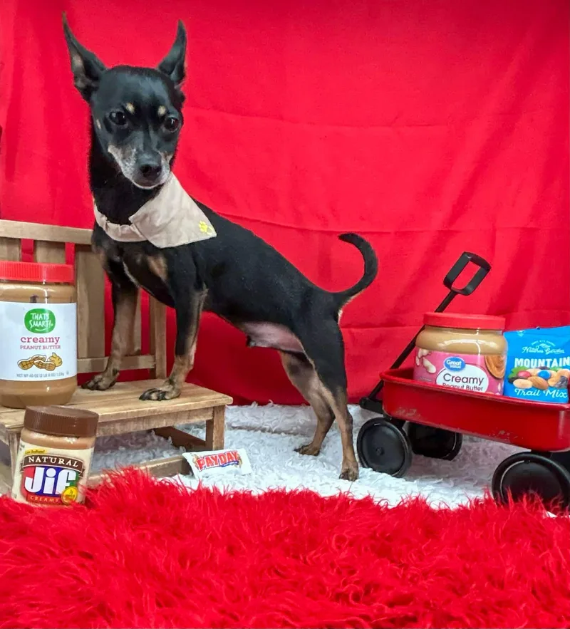 Mr Peanut thumbnail 4