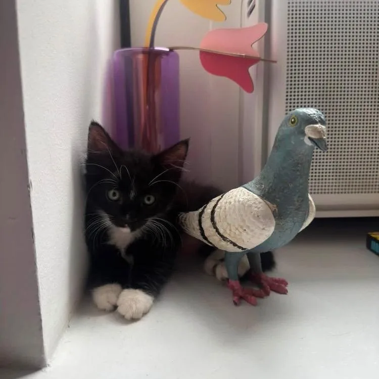 A baby small-sized female Black Domestic Short Hair cat named Oreo for adoption in Long Island City, NY
