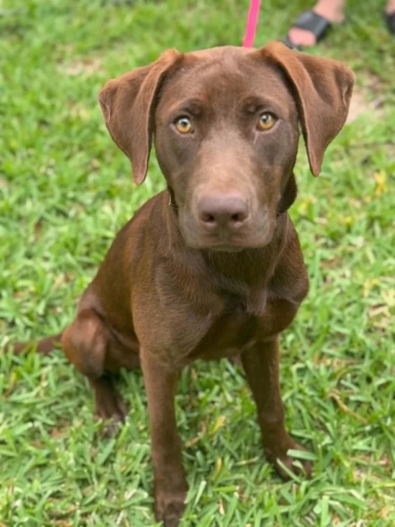 A young medium-sized male Brown / Chocolate Labrador Retriever dog named Sampson for adoption in Houston, TX