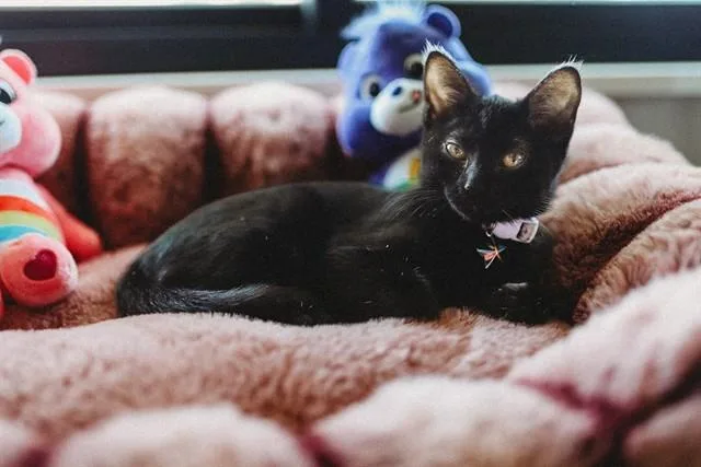 Nova