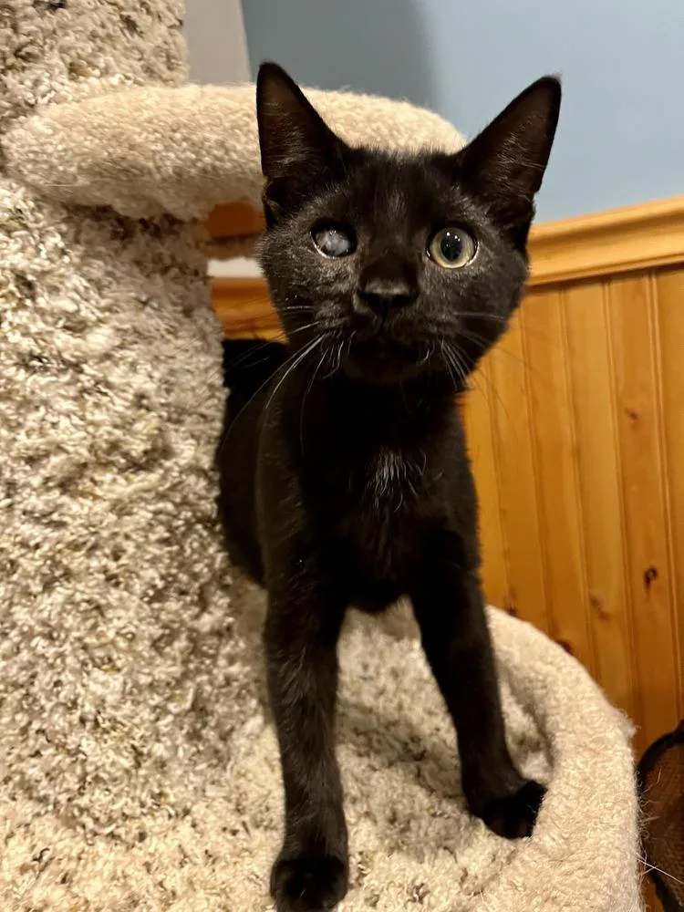 A baby medium-sized male Black Domestic Short Hair cat named Dillard for adoption in Emerald Isle, NC