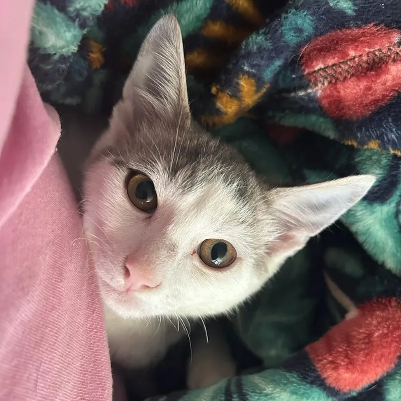 A baby small-sized male White Domestic Short Hair cat named Felix for adoption in Chattanooga, TN
