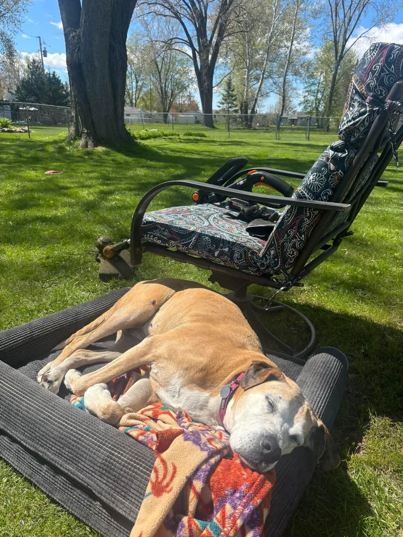 A senior large-sized female Apricot / Beige Mixed Breed dog named Sun Spot for adoption in De Pere, WI