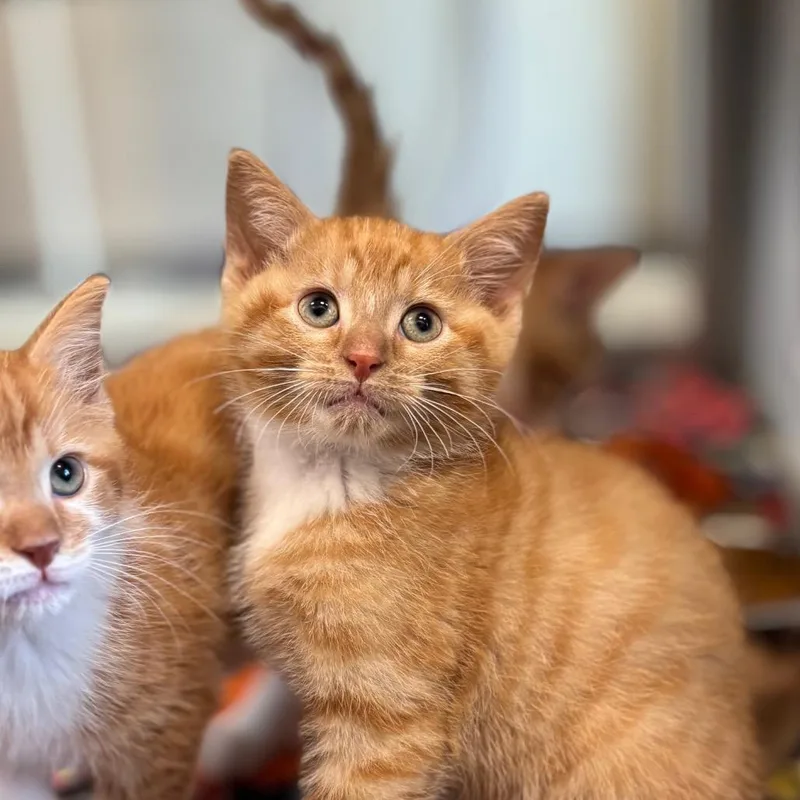 A baby small-sized male Orange / Red Domestic Short Hair cat named Cheeto for adoption in Nashville, IN