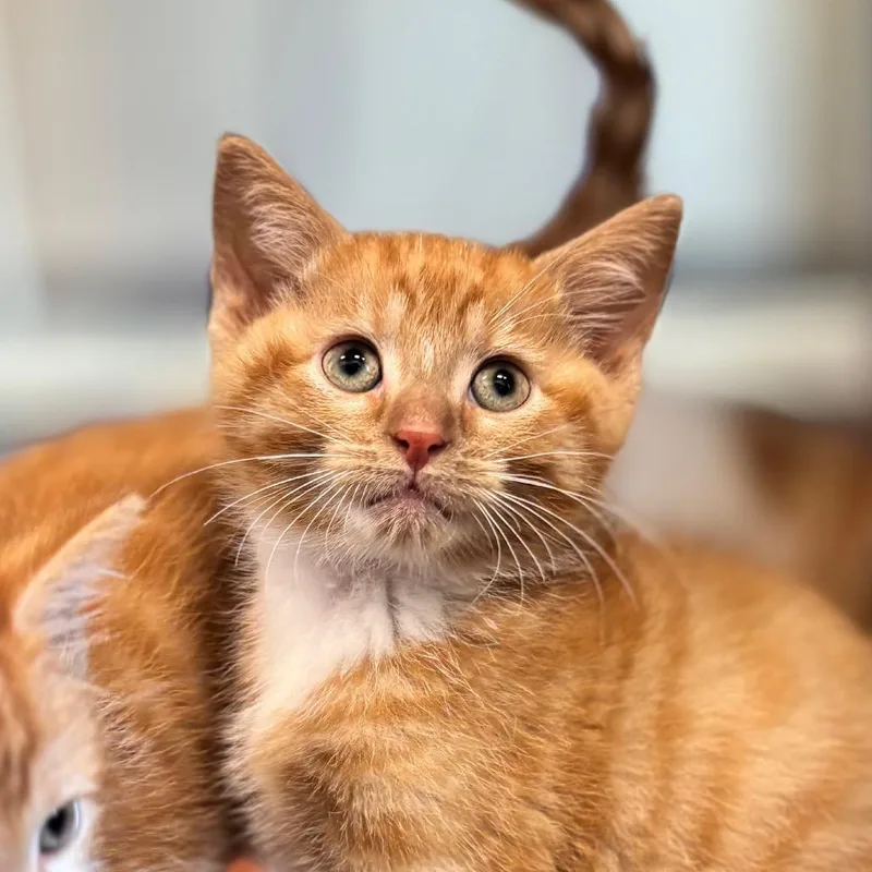 Cheeto thumbnail 2