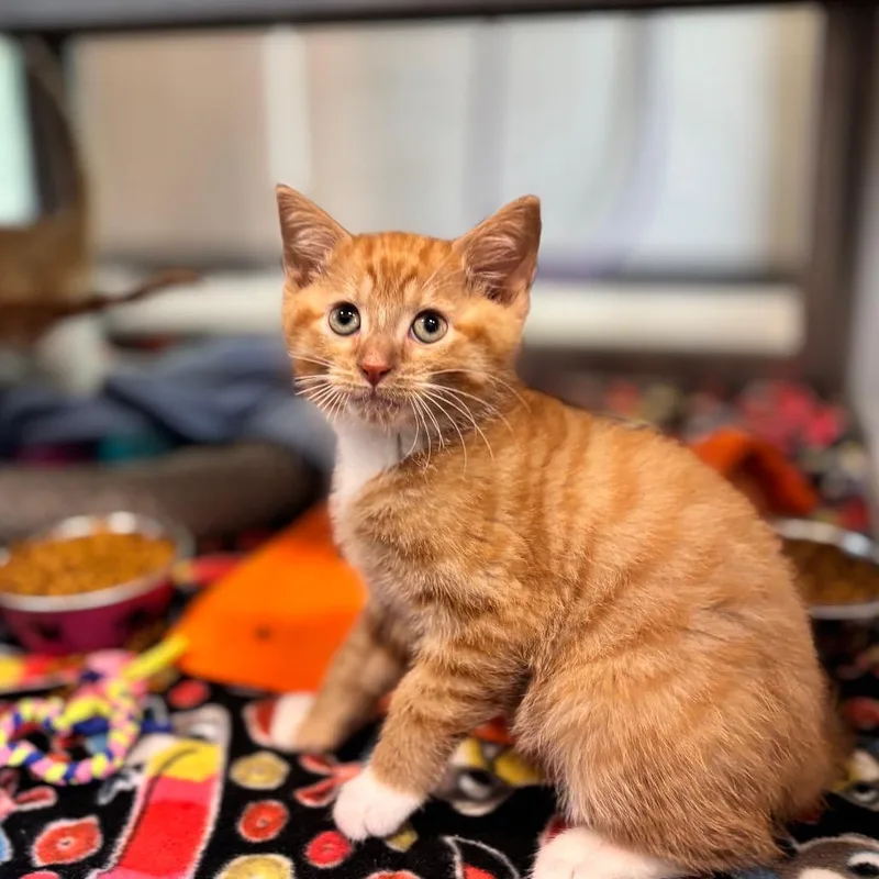 Cheeto thumbnail 3