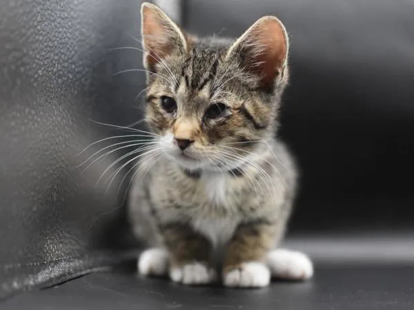 A baby small-sized male Domestic Short Hair cat named Biker for adoption in Portland, OR