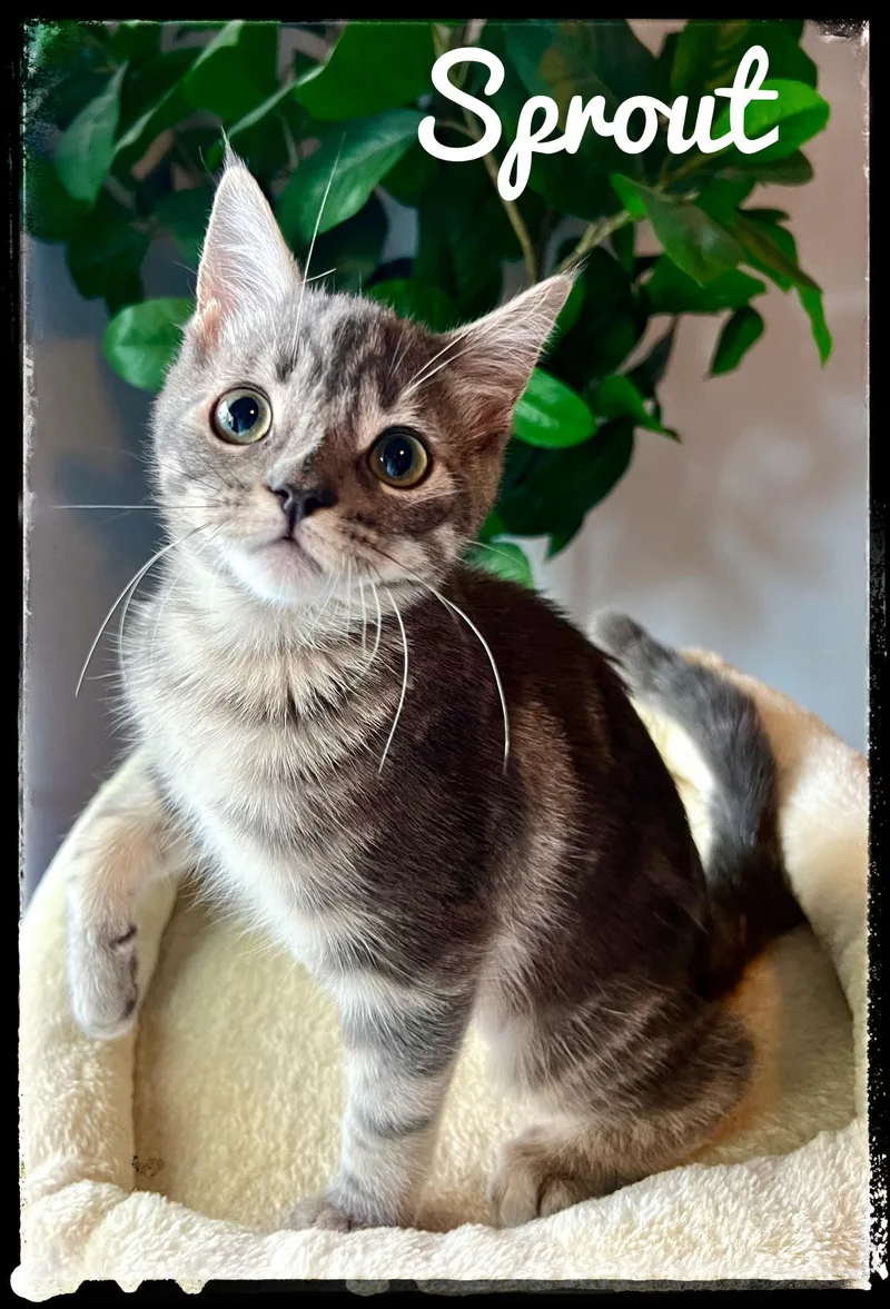 A baby small-sized male Domestic Short Hair cat named Sprout for adoption in El Cajon, CA