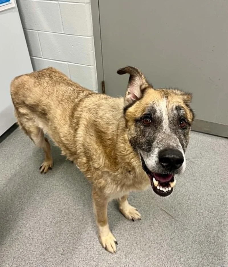 A senior large-sized male Mixed Breed dog named Rosco for adoption in Moundsville, WV