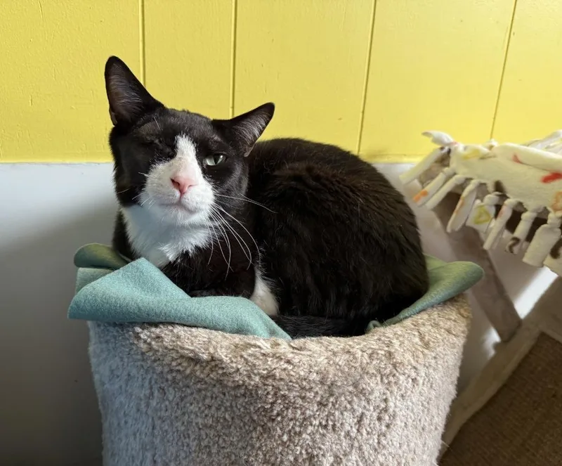 An adult medium-sized male Domestic Short Hair cat named Captain Jack Sparrow for adoption in Ogden, UT